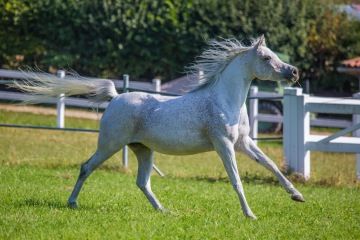 O svobodném koňovi